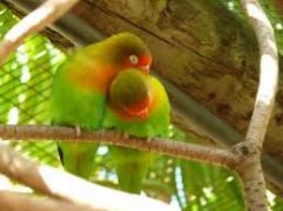 World of Birds, a tour attraction in Cape Town, South Africa