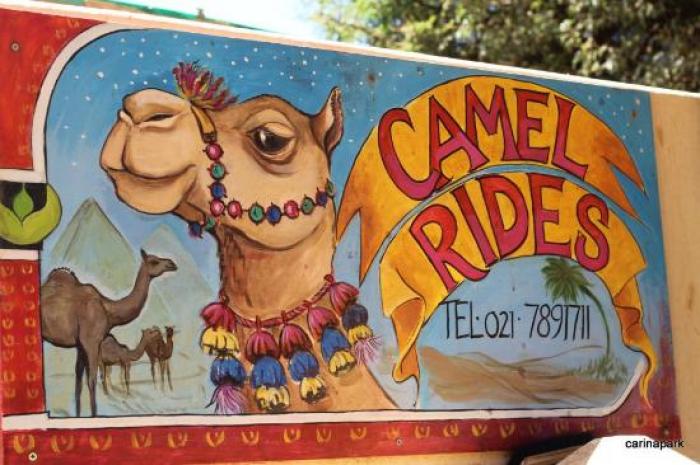 Camel riding on Imhoff Farm, a tour attraction in Cape Town, Western Cape, South