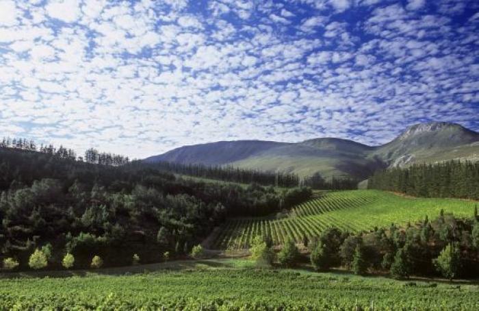 Paul Cluver Wine Estate, a tour attraction in Cape Town, Western Cape, South