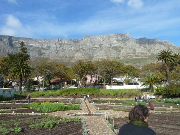 Oranjezicht City Farm , a tour attraction in Cape Town, Western Cape, South