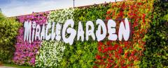 Dubai Miracle Garden, a tour attraction in Ø¯Ø¨&Ug