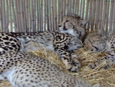 Cheetah Outreach Centre, a tour attraction in Cape Town, Western Cape, South