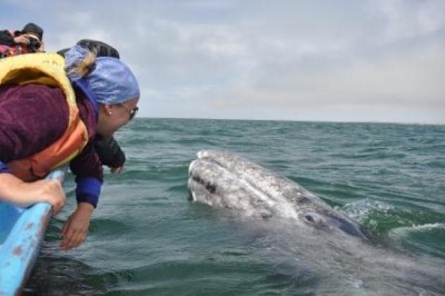 Whale Watching, a tour attraction in Cape Town, Western Cape, South