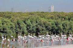 Ras Al Khor Wildlife Sanctuary ÙØ­ÙÙØ© Ø&plusm, a tour attraction in Ø¯Ø¨&Ug