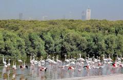 Ras Al Khor Wildlife Sanctuary ÙØ­ÙÙØ© Ø&plusm, a tour attraction in Ø¯Ø¨&Ug