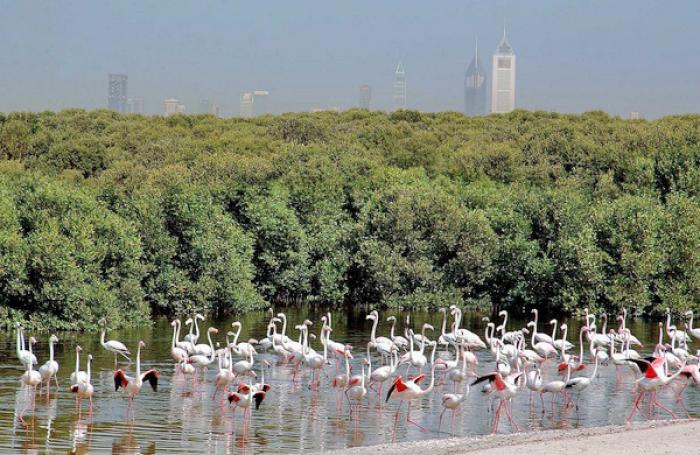 Ras Al Khor Wildlife Sanctuary ÙØ­ÙÙØ© Ø&plusm, a tour attraction in Ø¯Ø¨&Ug