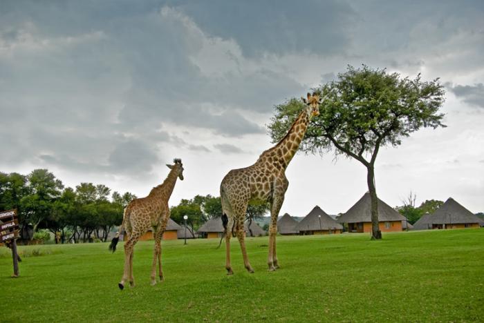 Heia Safari Ranch, a tour attraction in Soweto iNingizimu Afrika