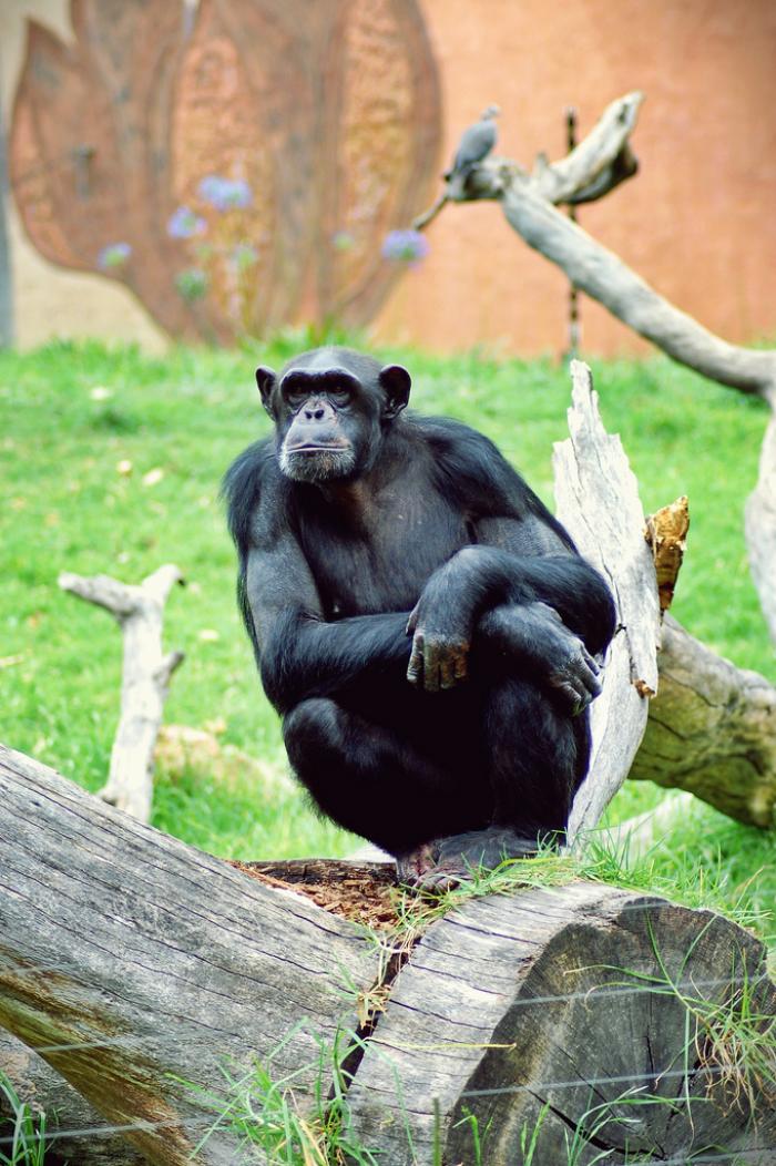 Johannesburg Zoo, a tour attraction in EGoli iNingizimu Afrika