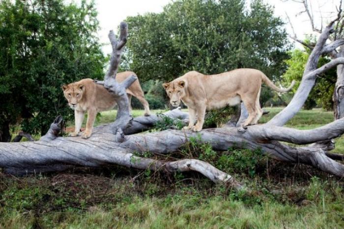 Lion Park, a tour attraction in Johannesburg, Gauteng, South A