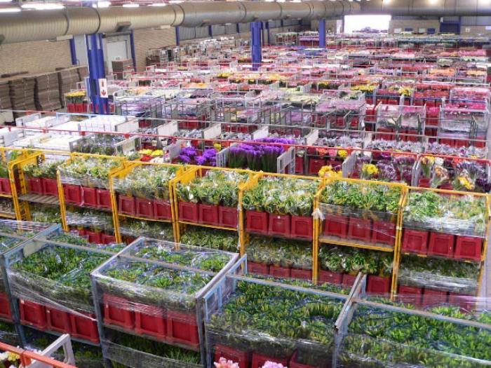 Multiflora Flower Market	, a tour attraction in Johannesburg, Gauteng, South A