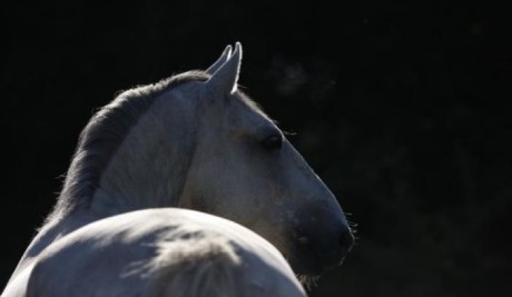 School of Performing Lipizzaner stallions, a tour attraction in Johannesburg, Gauteng, South A