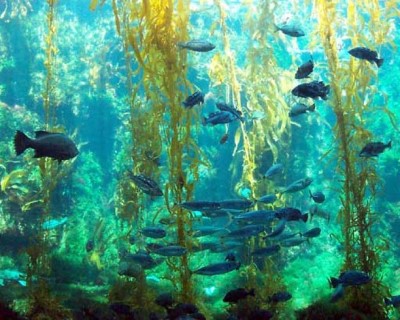 Birch Aquarium At Scripps Institution of Oceanography, a tour attraction in San Diego, CA, United States 