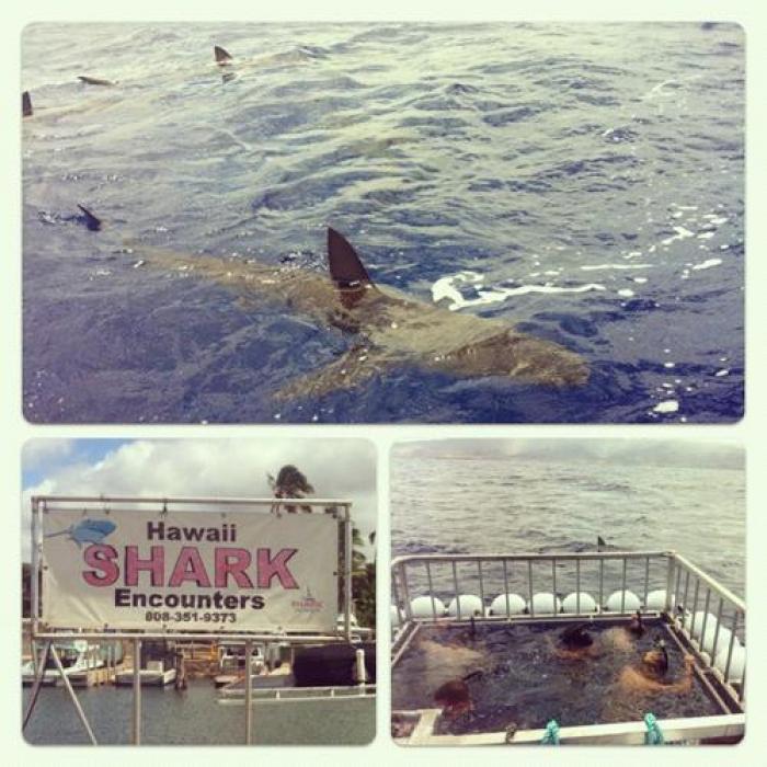 Hawaii Shark Encounters, a tour attraction in Oahu, Hawaii, United States 