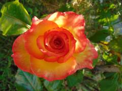 Wininger's Floral, a tour attraction in French Lick United States