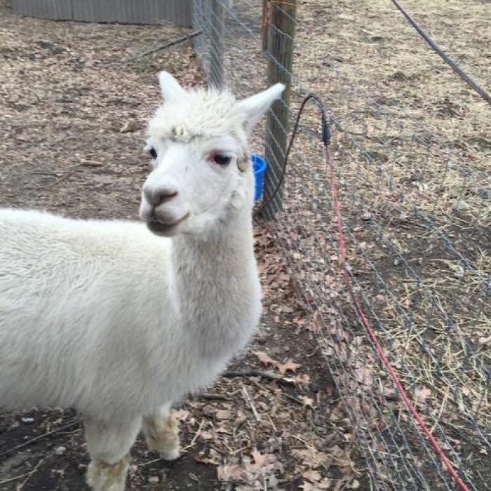 Queens County Farm Museum, a tour attraction in Queens, NY, USA