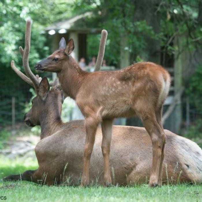 Queens Zoo, a tour attraction in Queens, NY, USA