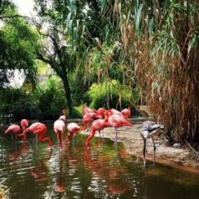 ABQ BioPark Zoo, a tour attraction in Albuquerque United States