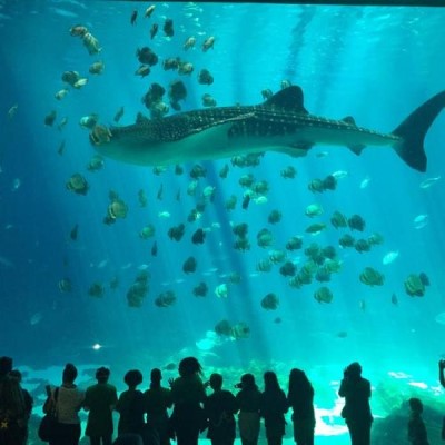Georgia Aquarium, a tour attraction in Atlanta United States