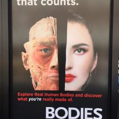 BODIES: THE EXHIBITION - Atlanta, a tour attraction in Atlanta United States