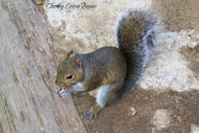 Yellow River Game Ranch, a tour attraction in Atlanta, GA, United States