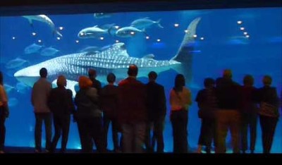 Georgia Aquarium, a tour attraction in Atlanta, GA, United States