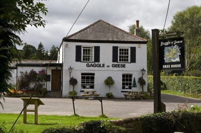 Gaggle of Geese, a tour attraction in Dorset, United Kingdom 