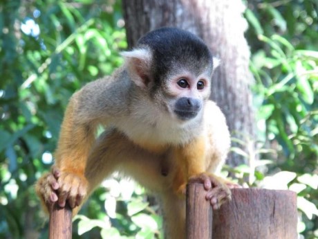 Bush Babies Monkey Sanctuary, a tour attraction in Johannesburg, Gauteng, South A