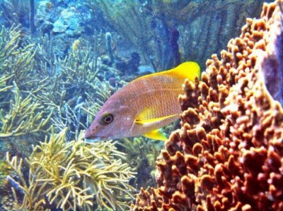 Tortuga Dive School, a tour attraction in Cartagena - Bolivar, Colombia