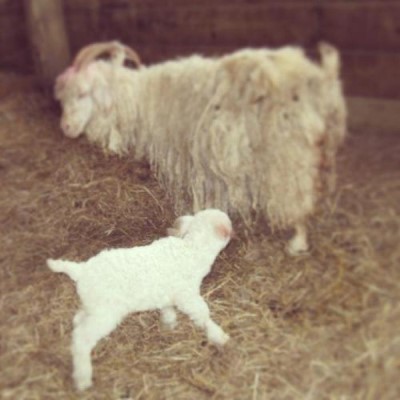 Noah's Ark Zoo Farm, a tour attraction in Bristol, United Kingdom