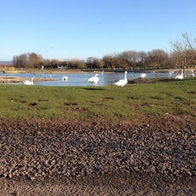 Slimbridge Wetland Centre, a tour attraction in Bristol, United Kingdom