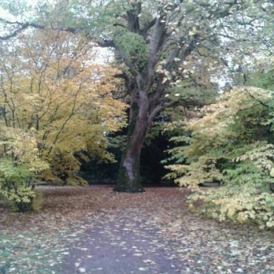 Westonbirt Arboretum, a tour attraction in Bristol, United Kingdom