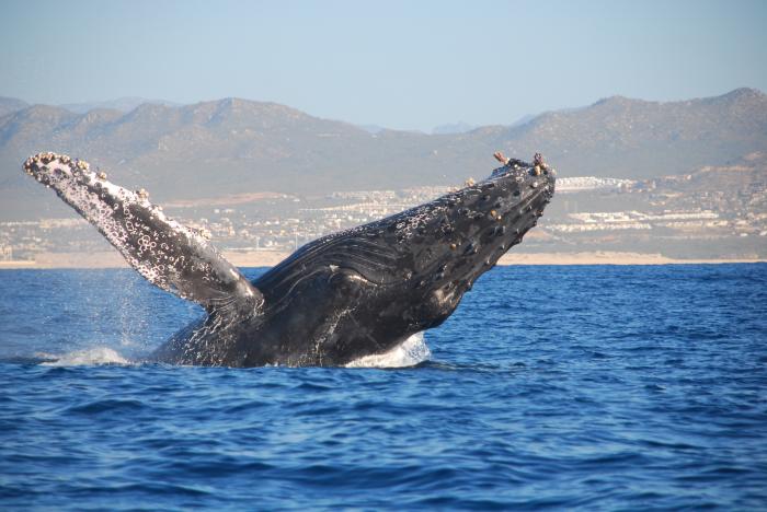 Whale watching tours, a tour attraction in The Garden Route South Africa