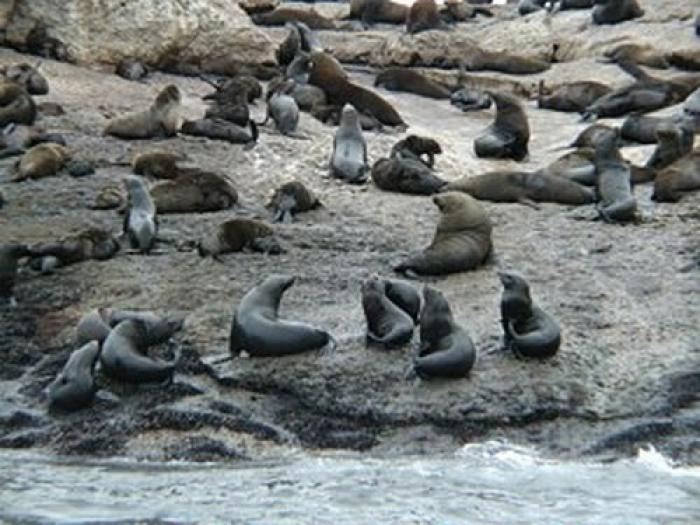 Seal Island, a tour attraction in The Garden Route South Africa