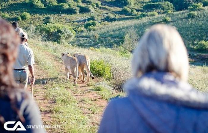 Walking with lions, a tour attraction in The Garden Route South Africa