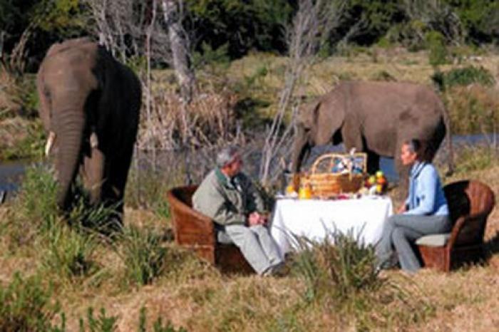 Picnic with the elephants, a tour attraction in The Garden Route South Africa