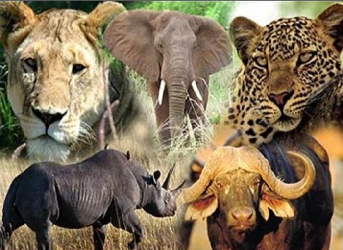 See the Big Five, a tour attraction in The Garden Route South Africa