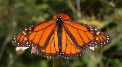 Reserva de Mariposas, a tour attraction in Managua, Nicaragua