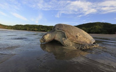 La Flor Beach Natural Reserve, a tour attraction in Managua, Nicaragua