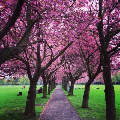 The Meadows, a tour attraction in Edinburgh, United Kingdom