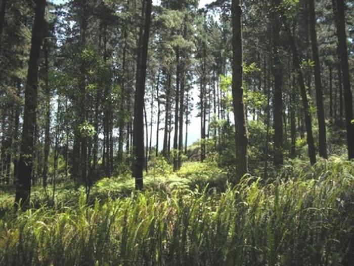 Forest Buzzard walking trail, a tour attraction in The Garden Route South Africa