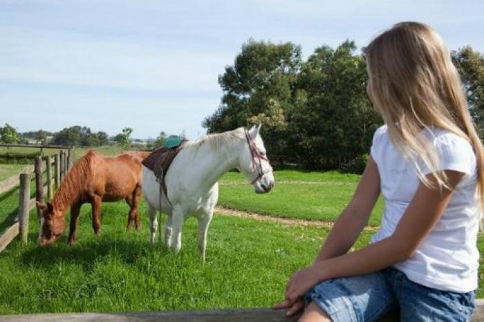 Redberry Farm pony ride, a tour attraction in The Garden Route South Africa