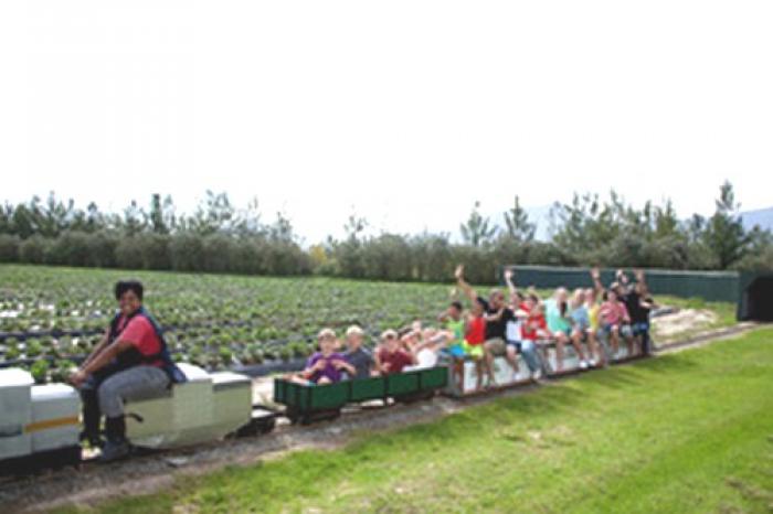 Redberry Farm minitrain ride, a tour attraction in The Garden Route South Africa