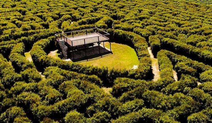 Redberry Farm Maze, a tour attraction in The Garden Route South Africa