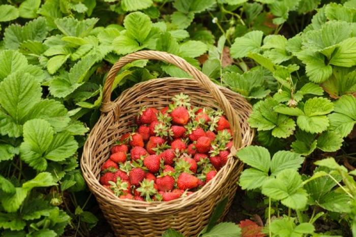 Redberry Farm Stawberry Picking, a tour attraction in The Garden Route South Africa