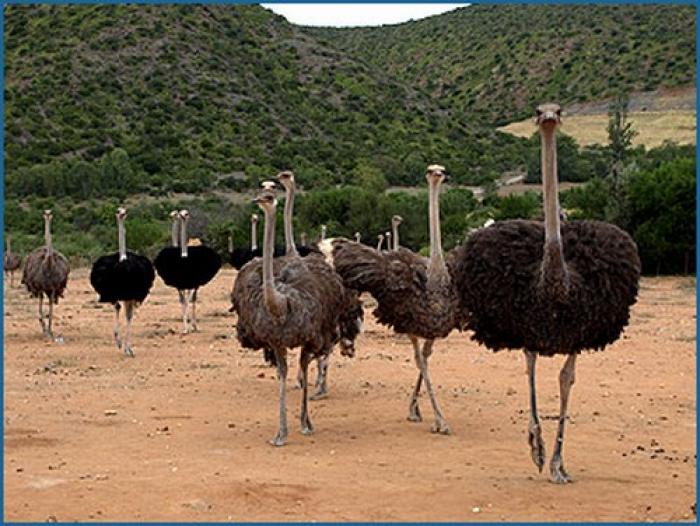 Ostrich farm, a tour attraction in The Garden Route South Africa