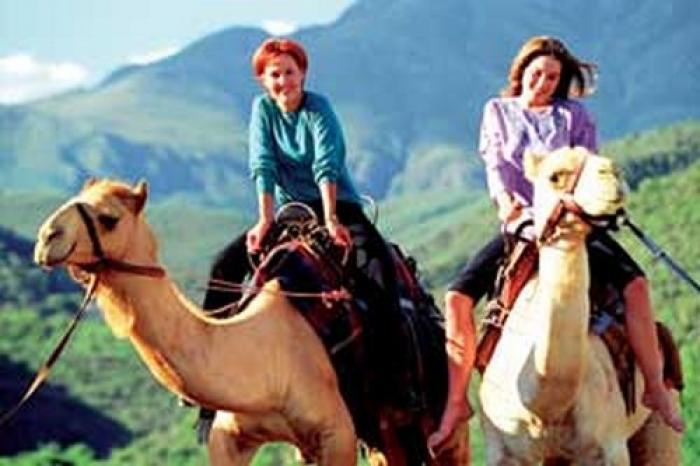 Wilgewandel Camel ride, a tour attraction in The Garden Route South Africa