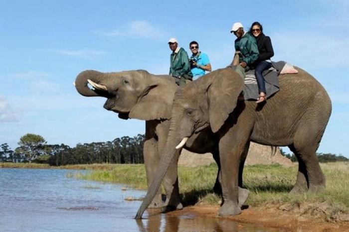 Knysna Elephant Park, a tour attraction in The Garden Route South Africa