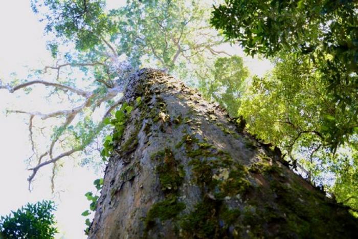 The Big Tree , a tour attraction in The Garden Route South Africa