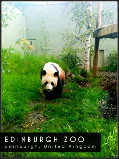 Edinburgh Zoo, a tour attraction in Edinburgh, United Kingdom