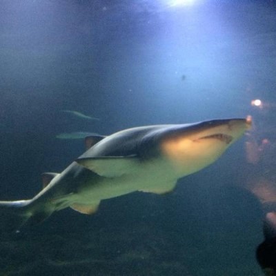 Deep Sea World, a tour attraction in Edinburgh, United Kingdom